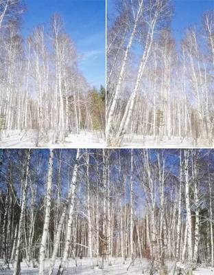 星瑞國際健康產(chǎn)業(yè)集團首批赴俄羅斯白樺茸考察團系列報道之五--參觀白樺茸生產(chǎn)加工工廠和滿載歸來_其它_網(wǎng)